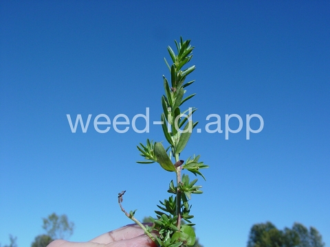 loosestrife, hyssop